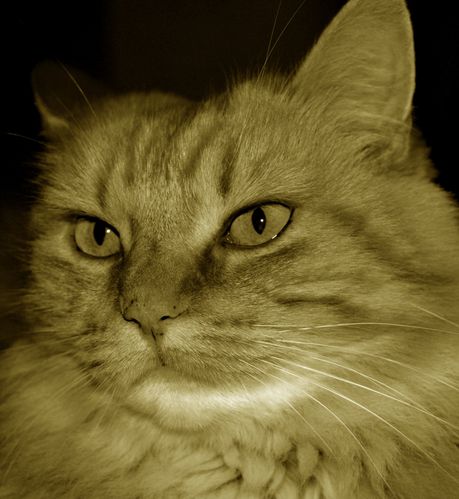 chat automne 2 sepia