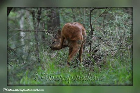 bel ami rencontre avec forestier