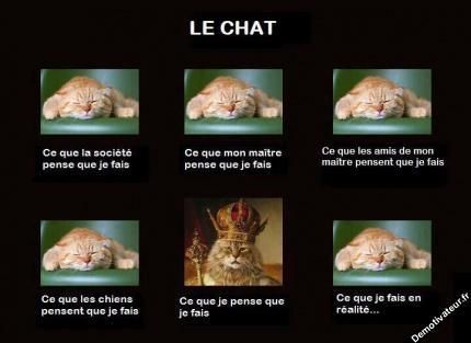 pensee-des-chats-.jpg