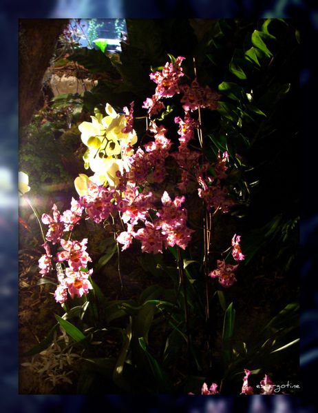 2012-03-23bis orchidées 2012 166