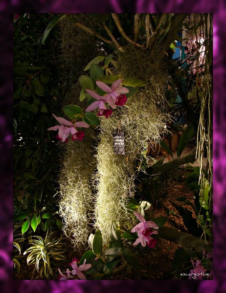 2012-03-23bis orchidées 2012 192