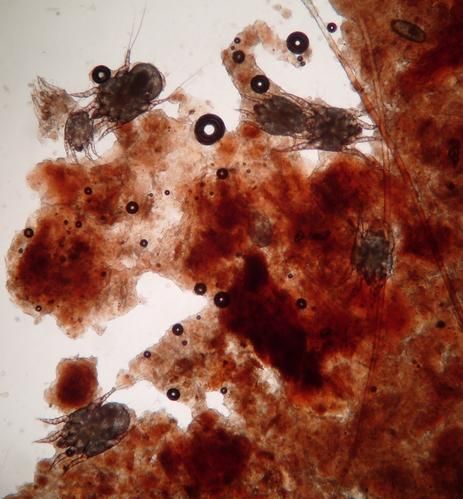 Otodectes Cynotis