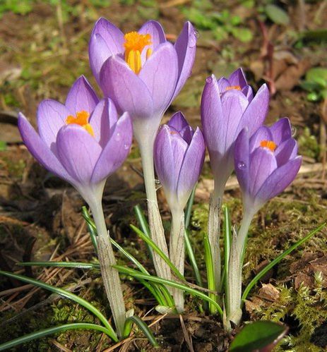 crocus-tommasinianus-Ruby-Giant-20-fev-09.jpg