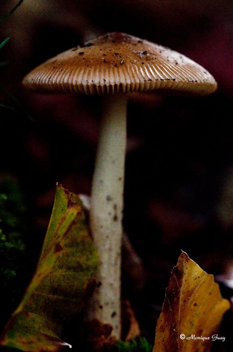 champignon-coupole-4970.jpg