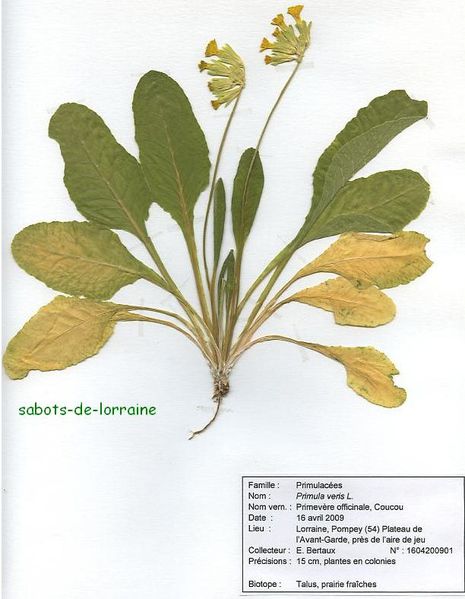 Herbier Lorraine : Primevère officinale