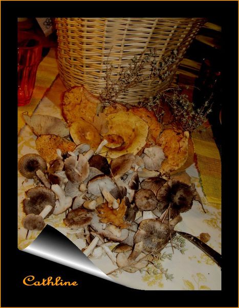 cueillet-champignons-du-26-novembre-2011.jpg