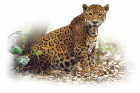 Jaguar on Jaguar De Chiapas Animal