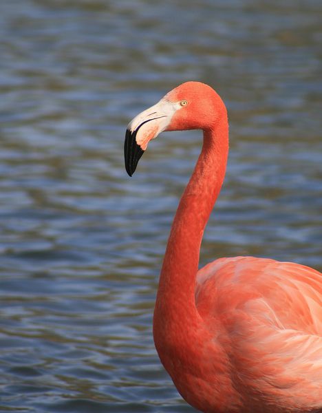 flamant-rose_006-.jpg