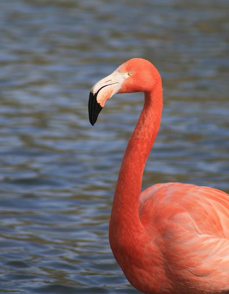 flamant-rose_006-.jpg