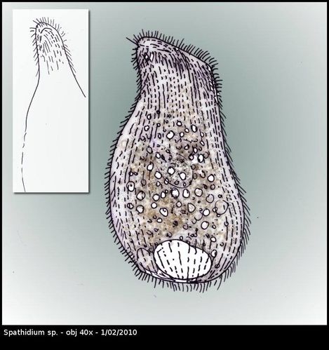 spathidium01-copie-2.jpg