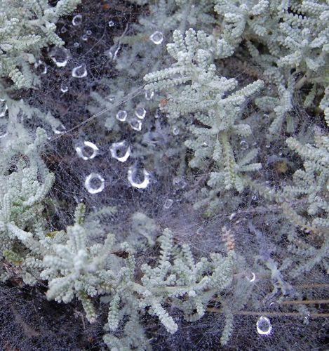 perles de pluie 02