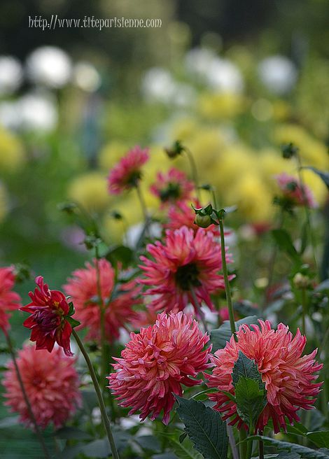 Dahlias 3