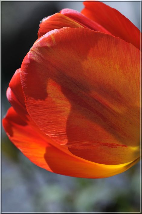 tulipe 428
