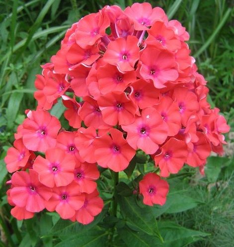 phlox-Orange-paniculata-Perfection-25-aout-09.jpg