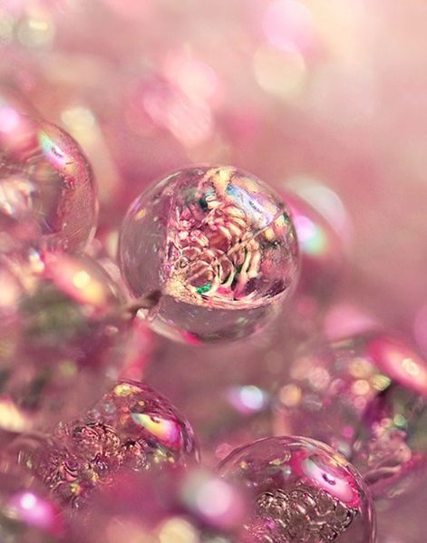 bubble-rose