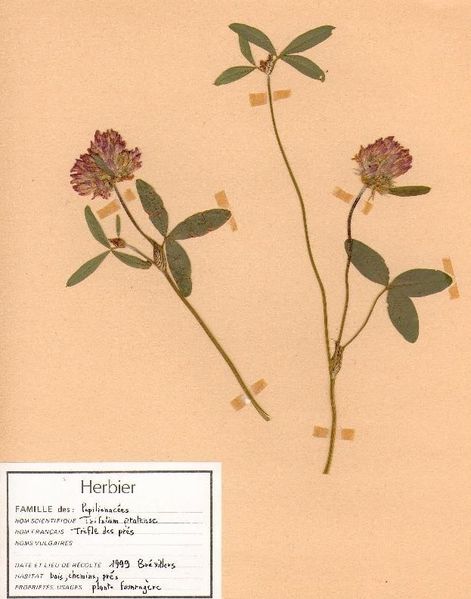 FAB-trifolium pratense