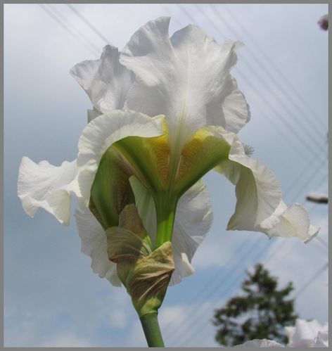 iris blanc majestueux