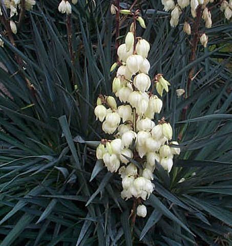 Yucca-gloriosa-1-.jpg