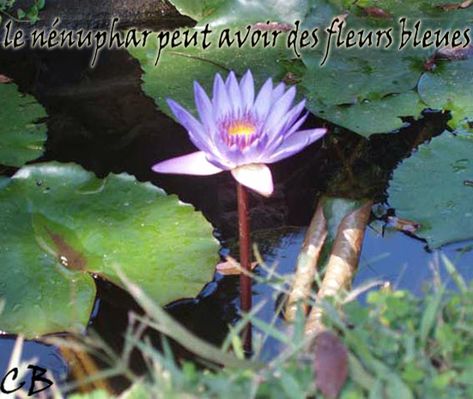 nénuphar nénuphar