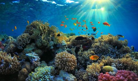 animal corail 47