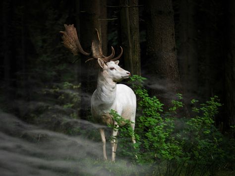animal daim blanc