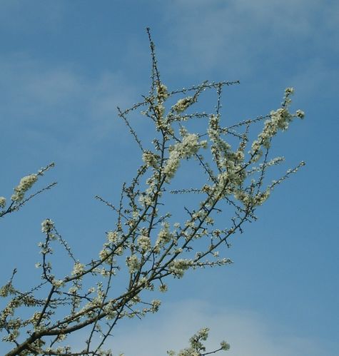 prunellier en fleurs