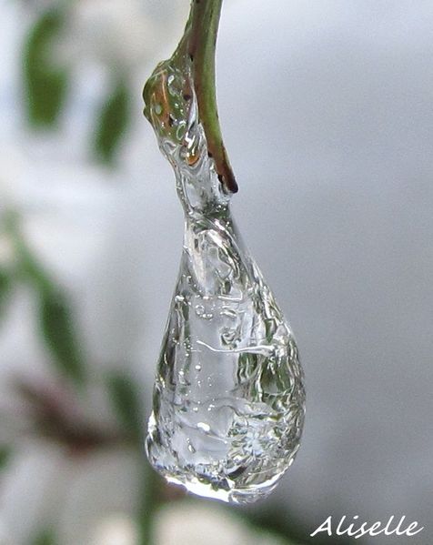 Goutte glacée 2010 #2