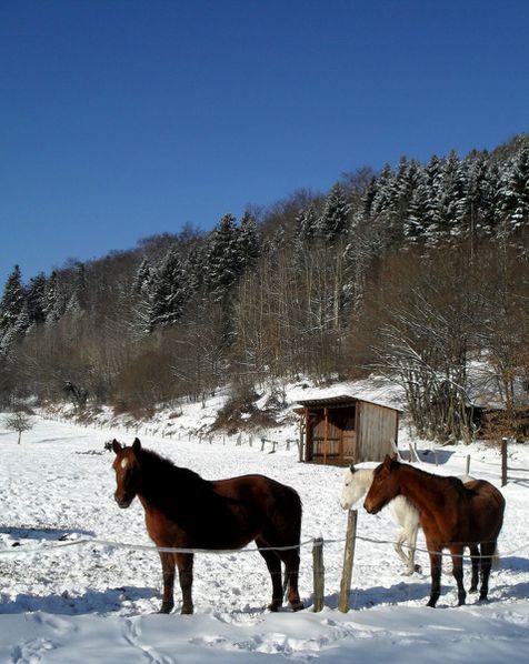 C03 - chevaux [1600x1200]