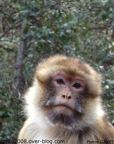 http://img.over-blog.com/477x600/1/97/40/70/macaques_Barbarie/macaques-de-Barbarie---2/blog-portrait-singe-magot.jpeg