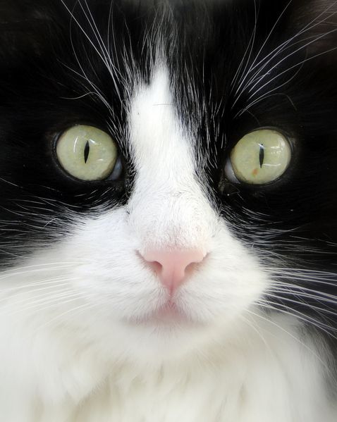 Valérie Albertosi blog chat noir et blanc