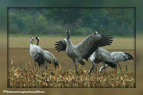 grues cendrees montier en der 29