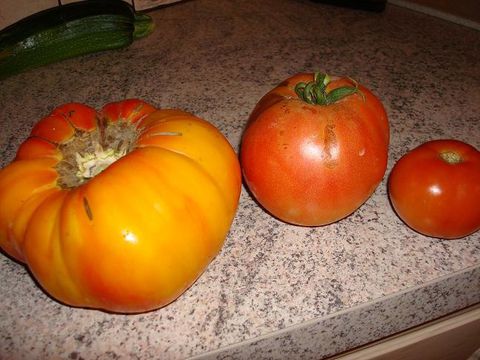 Nos tomates en 2009.