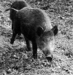 Sanglier0016