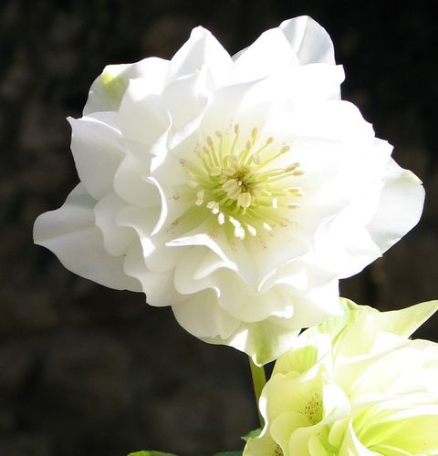 hellebore.jpg