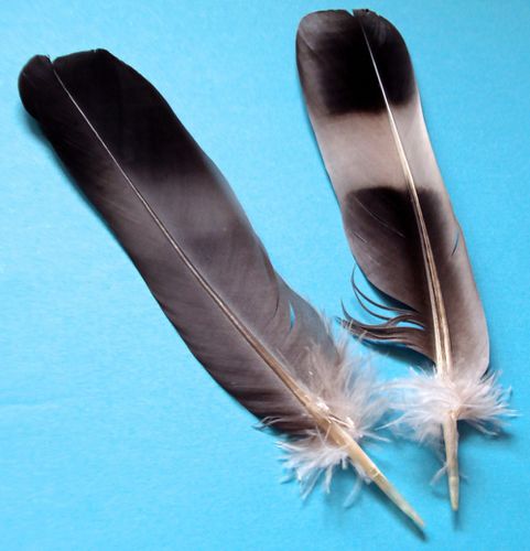 plumes-de-palombe.jpg