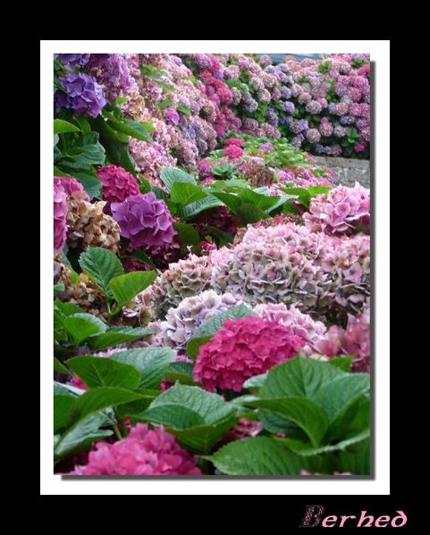 hortensias.jpg