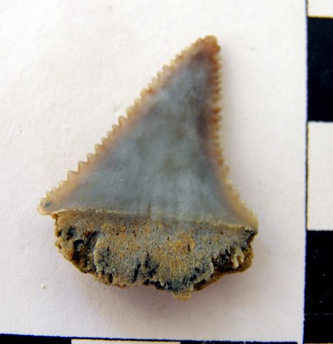 dent supérieure de Carcharodon carcharias 1b