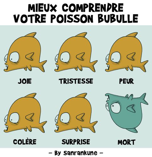 Mieux_comprendre_Bubulle_poisson_emotions_sentiments_mort_.jpg