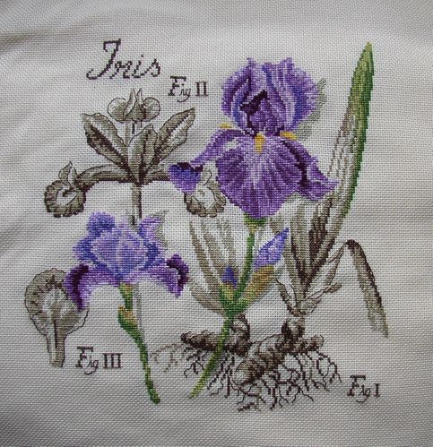 iris2.JPG