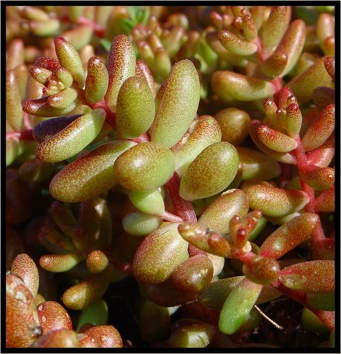 Sedum album feuilles