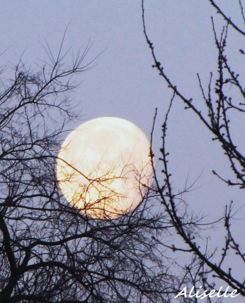 Lune se couchant 01 02 2010 #1