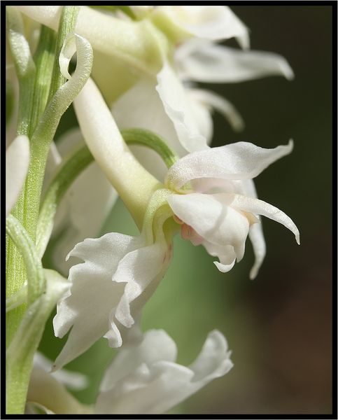 Orchis-mascula-a-3-labelles-9076.jpg