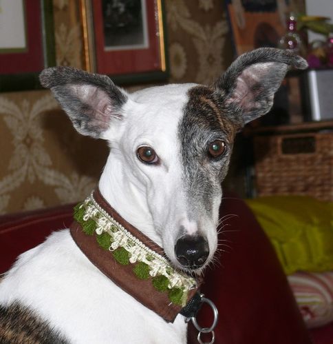 Coco-collier-neuf.jpg