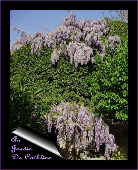 glycine-au-jardin-avril-2011.jpg