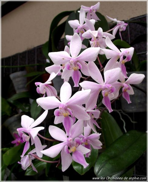 Phalaenopsis x Veitchiana