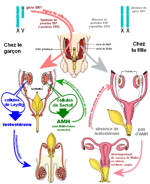 les différentes hormones les différentes hormones