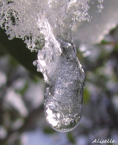 Goutte-glacee-2010--1.jpg