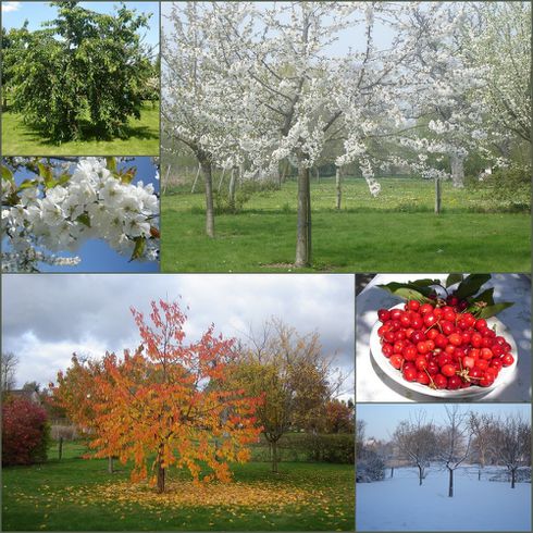 4-saisons-du-cerisier.jpg