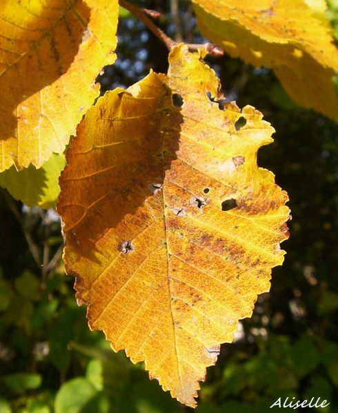 Automne 09 13