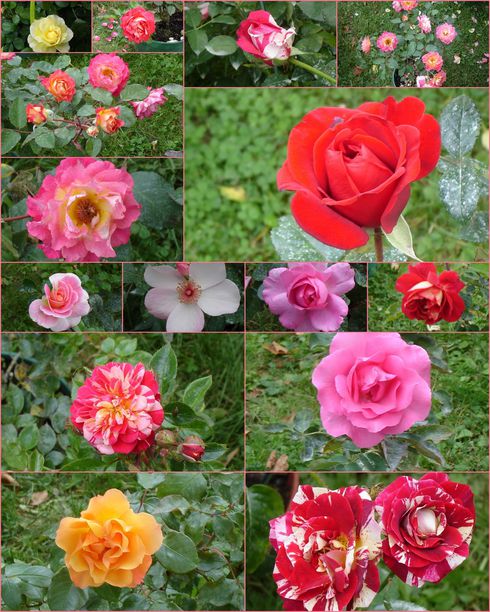 roses de flienfleurs